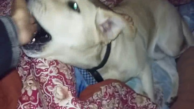 This Dog didn't want to leave the bed. Only food can help in this situation