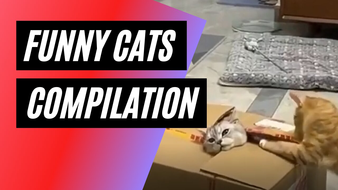 Funny Cats Compilation July