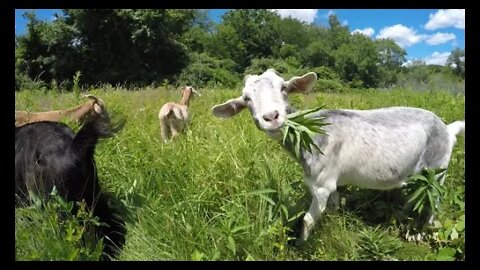 Kiko goats clearing brush