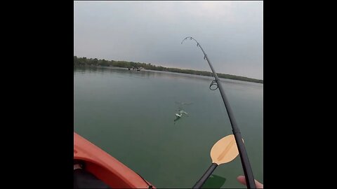 trout fishing in a lake