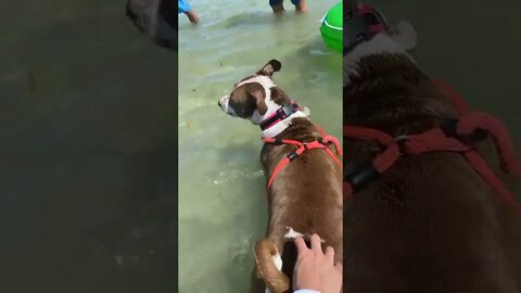 A dog in the MIDDLE OF THE OCEAN!!