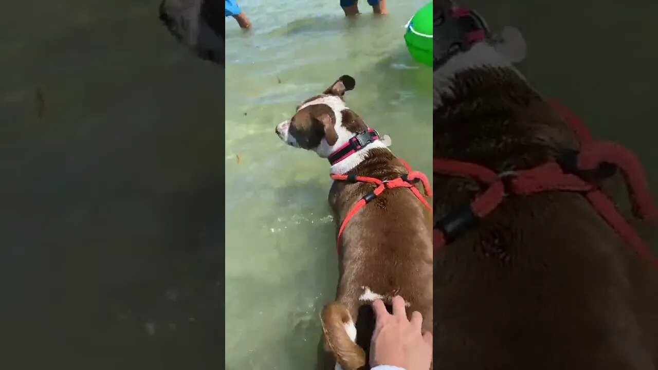 A dog in the MIDDLE OF THE OCEAN!!