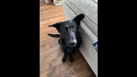 Shadow Dog likes to Workout