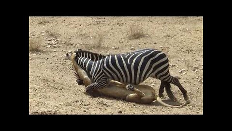 Amazing: Lion vs Zebra with unexpected escape