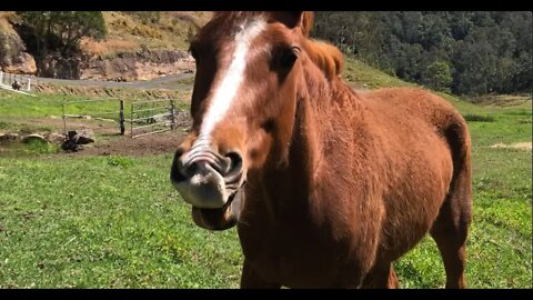 Join us for a long chat on a windy day. Show correction of hear leader and how he reacts to the herd