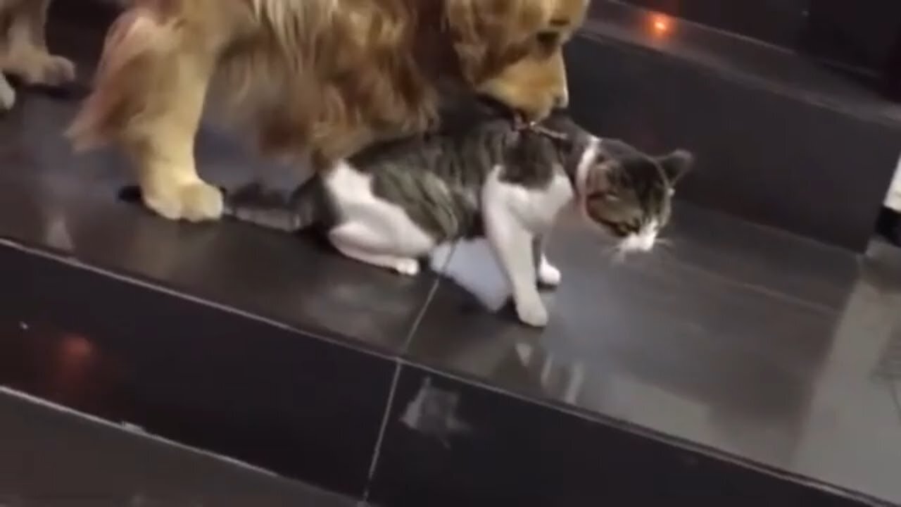 Too Cute - The Dog Drags The Cat Away From A Fight - A Must WATCH - The Love Of Pets