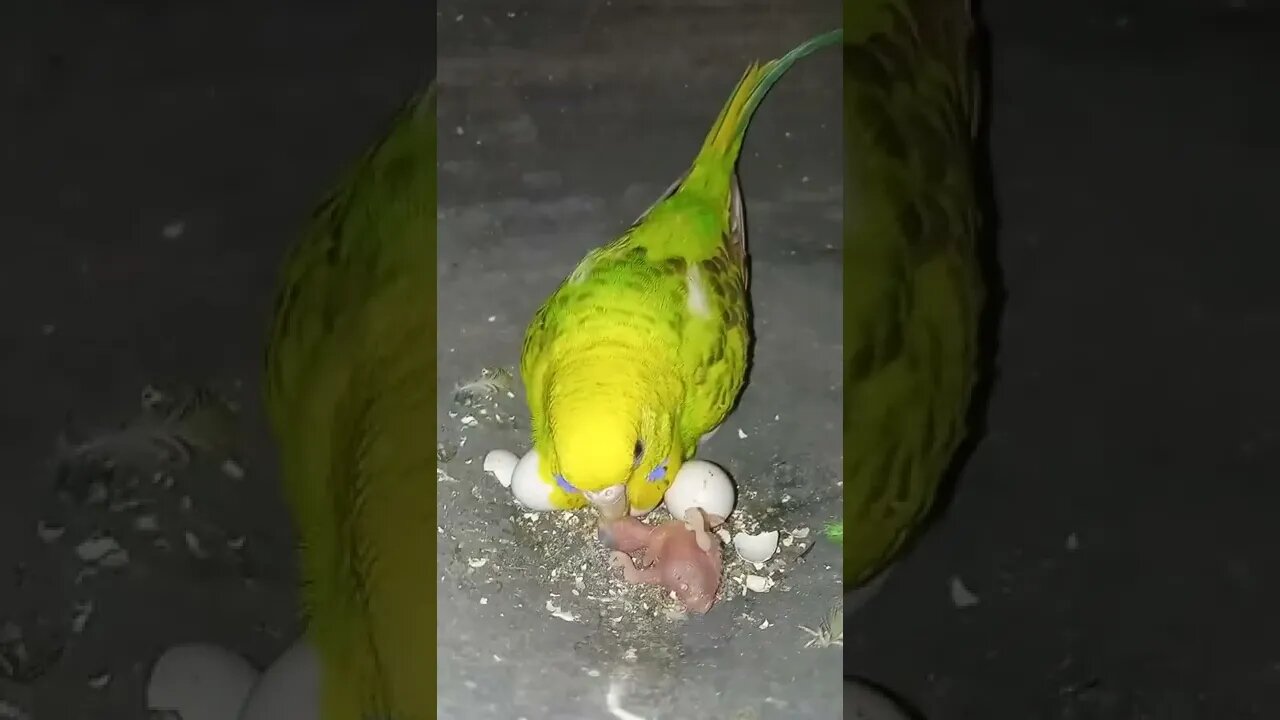 Lovely Bird Feeding #shorts