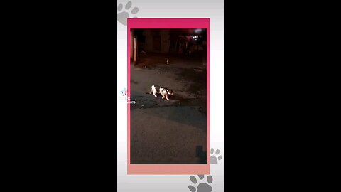 Hilarious Dog and Cat Moments That Will Make You Laugh! 😂🐶🐱 #FunnyPets #DogAndCat #PetComedy