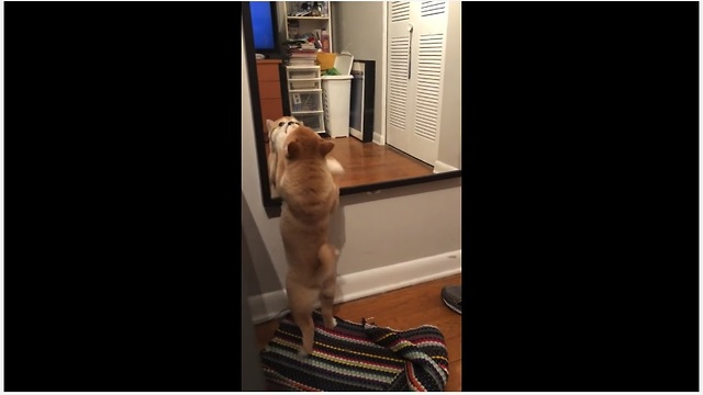 Shiba Inu puppy desperate to make contact with reflection