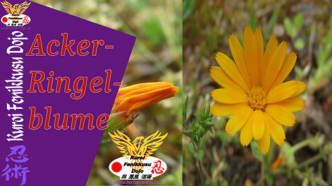 005 - Acker-Ringelblume