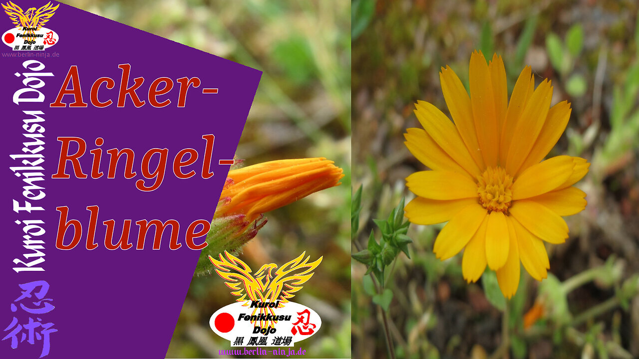 005 - Acker-Ringelblume