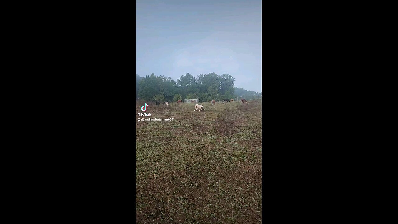 Cows and calves grazing.