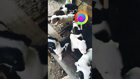 cute puppies #shorts