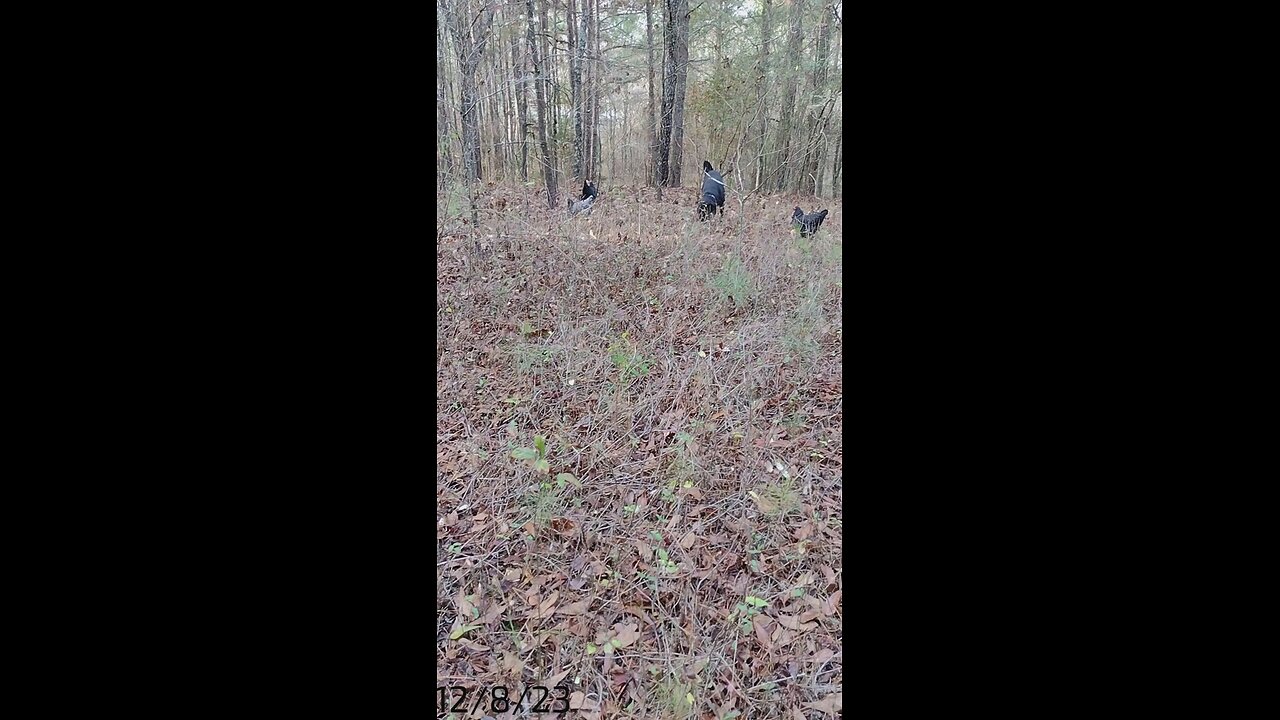 In the woods with the chickens!