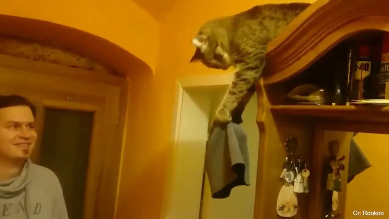 Super FUNNY CAT And THEIR OWNER VIDEOS!