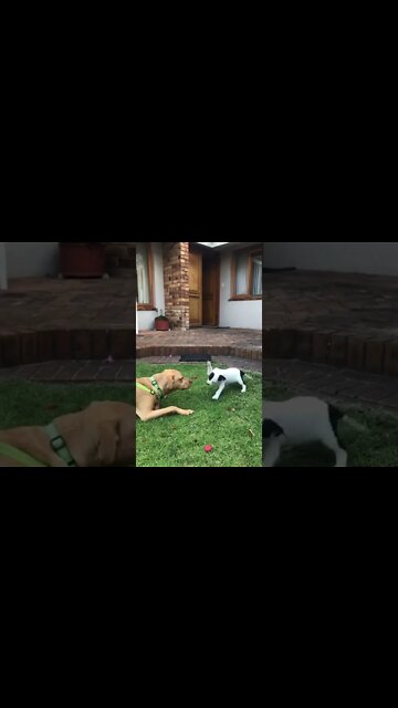 Very Good Morning #Shorts #ytshorts #UbertainmentFun #Dogs #Animals