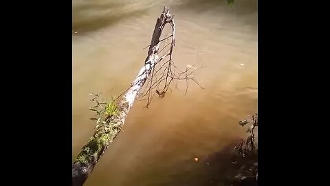 May as well make river snake my pet