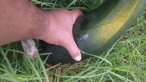 Zucchini For Seed