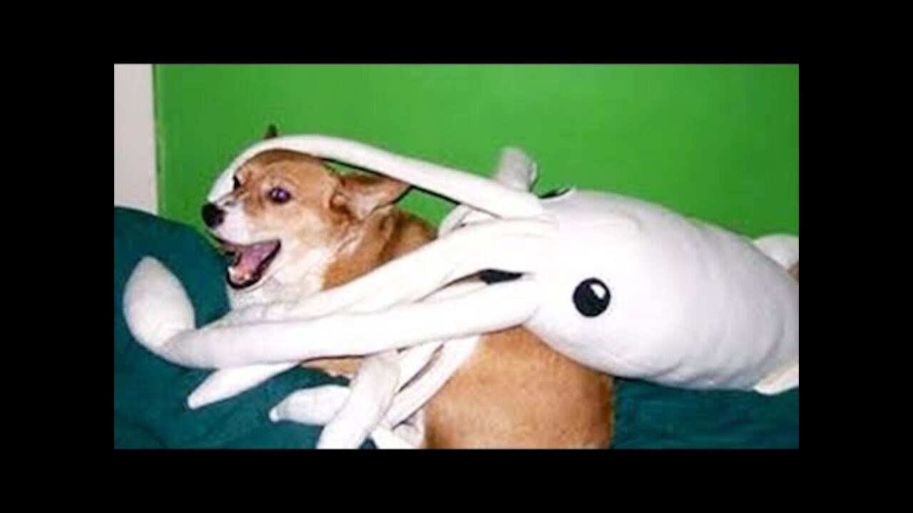 Video de las mascotas más divertidas de 2021