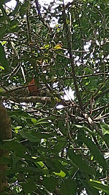 Little bird, how tweet!