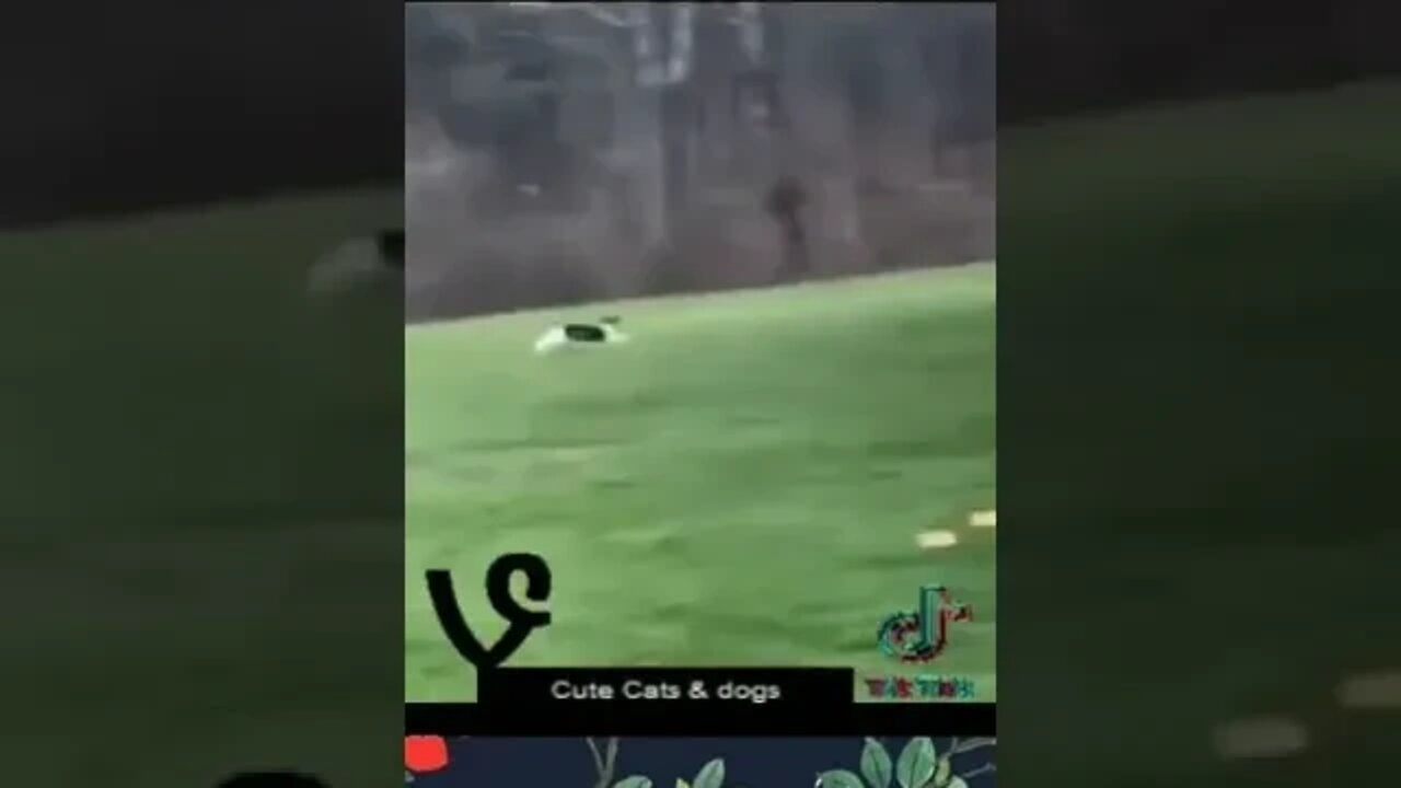 Funny Animals 2023!!!