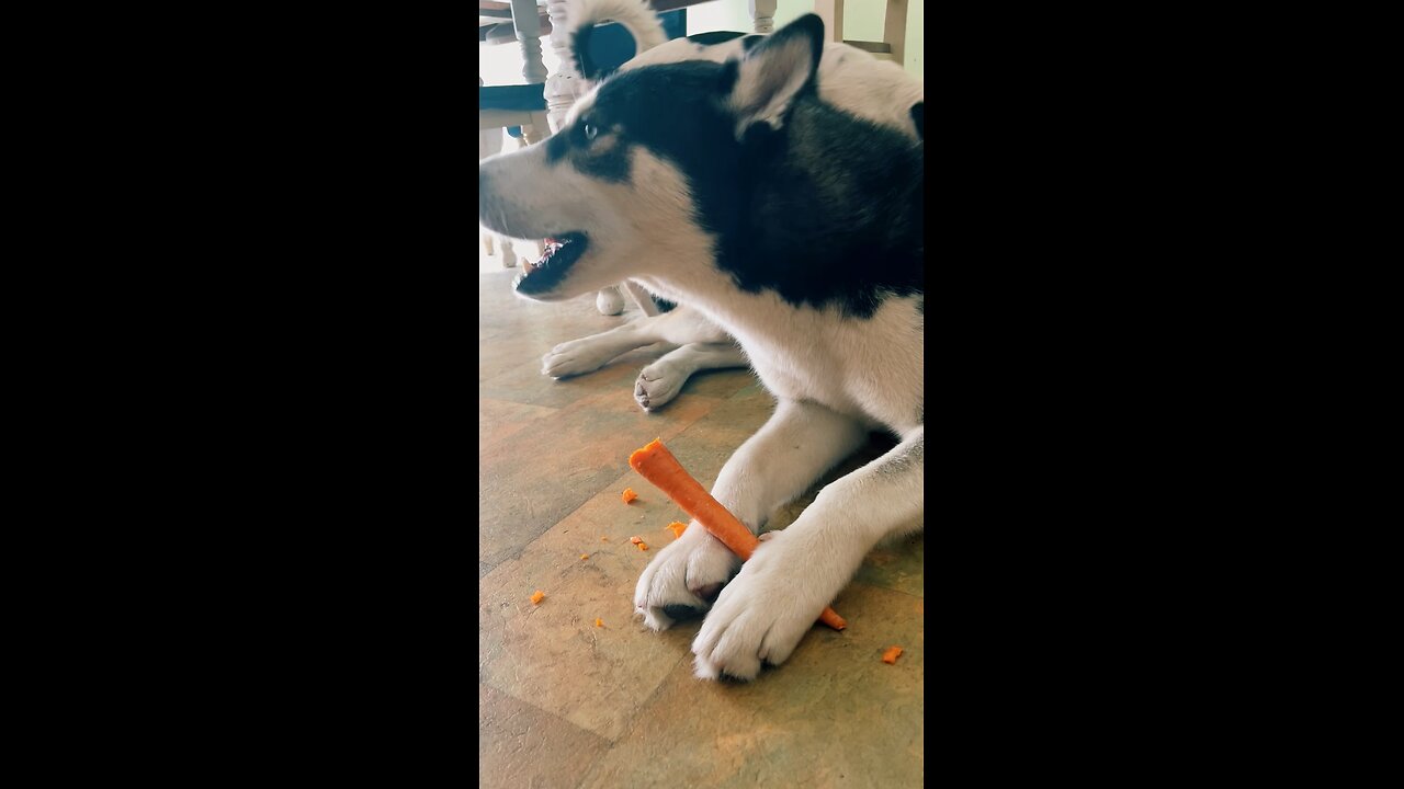 Husky eats a carrot ASMR