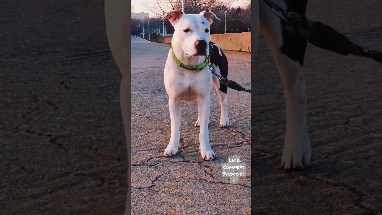 #N👑 #amstaff #viral #shortvideo #dog #like #subscribe