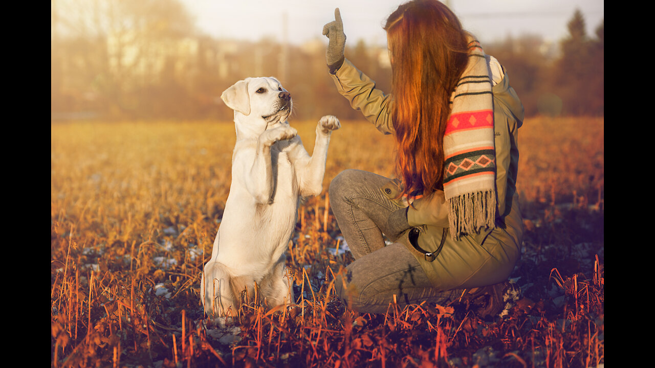 HOW TO SAFELY TRAIN YOUR DOG