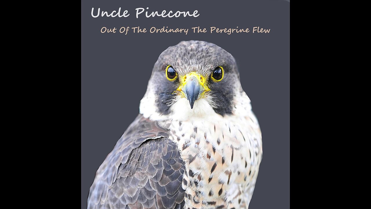 Song: Out Of The Ordinary The Peregrine Flew by Uncle Pinecone