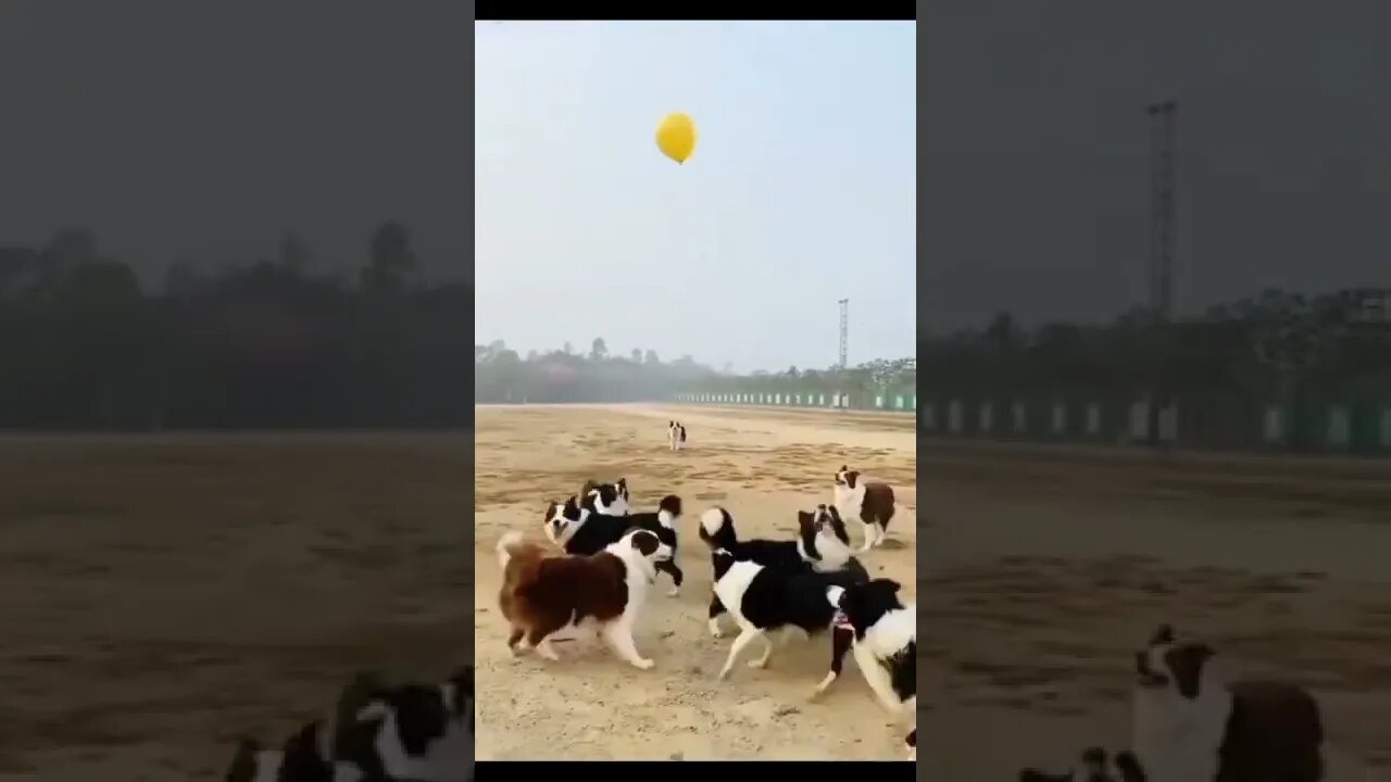 Cachorros Brincando 😍🥰🐶🐕‍🦺🐩😻 #shorts