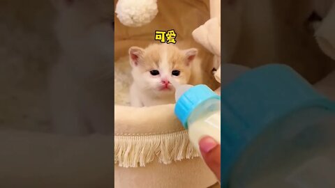 Omg so cute baby Cat 😻😽 #shorts #youtubepets #shortsfeed