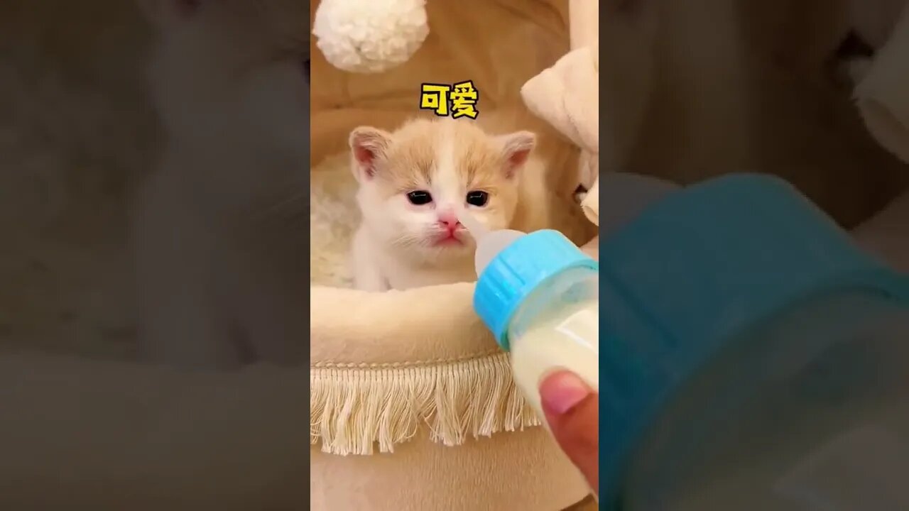 Omg so cute baby Cat 😻😽 #shorts #youtubepets #shortsfeed