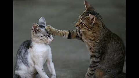 Pet Cat funny fight