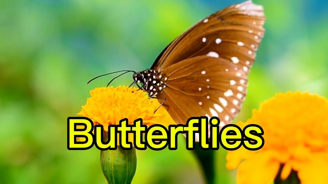 Facts About Butterflies