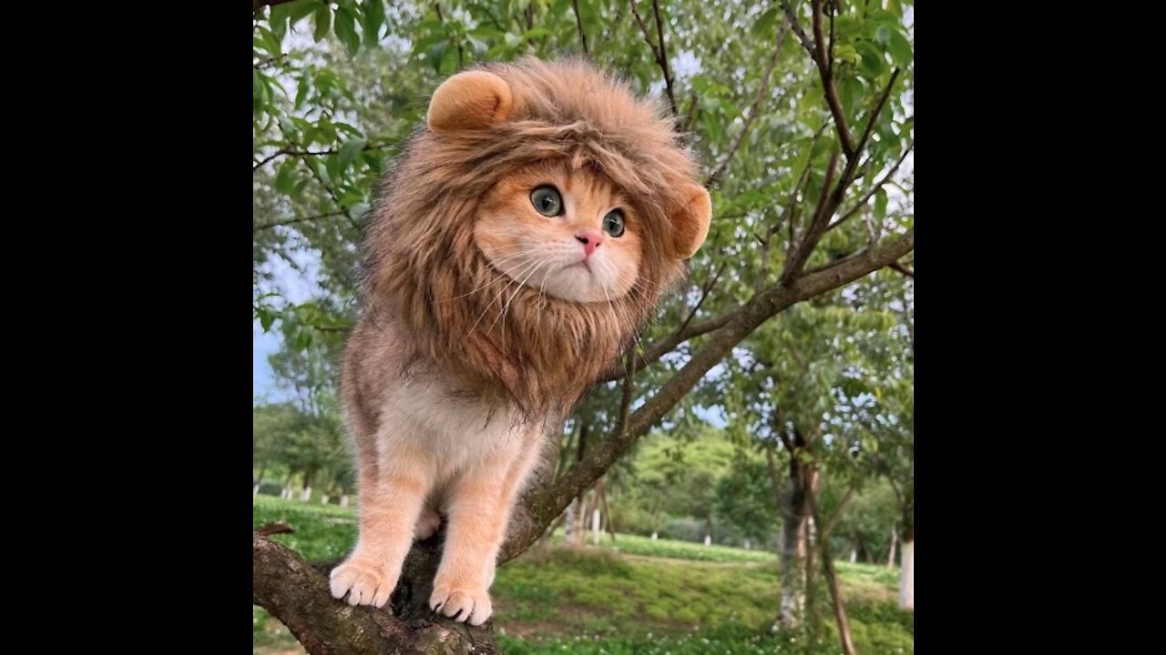 Funny Cute Pet Costume, Lion Cat Cap Hook