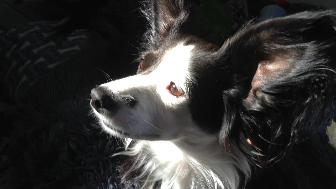 EVERY DOG KNOWS- PART 1- SUKKOT