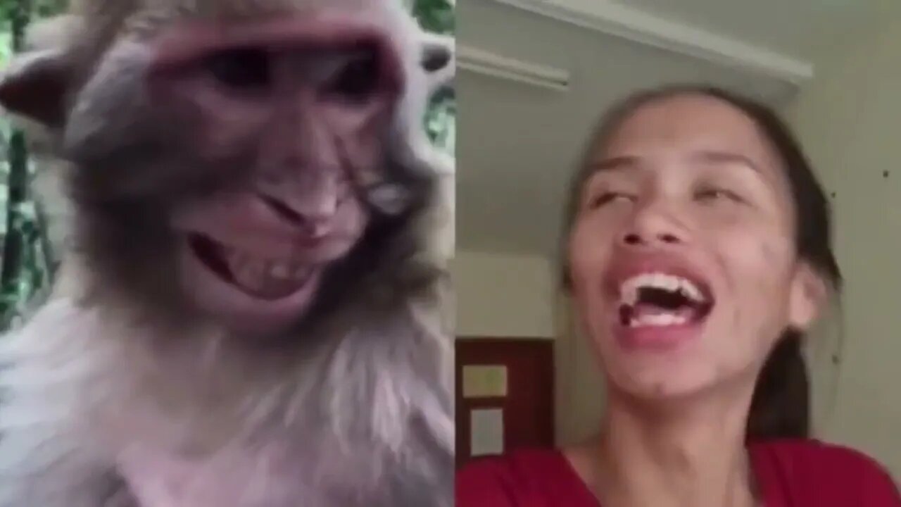 Troll Prank Dog Funny & fake Lion and Fake Tiger Prank To dog & Huge Box Prank to dog