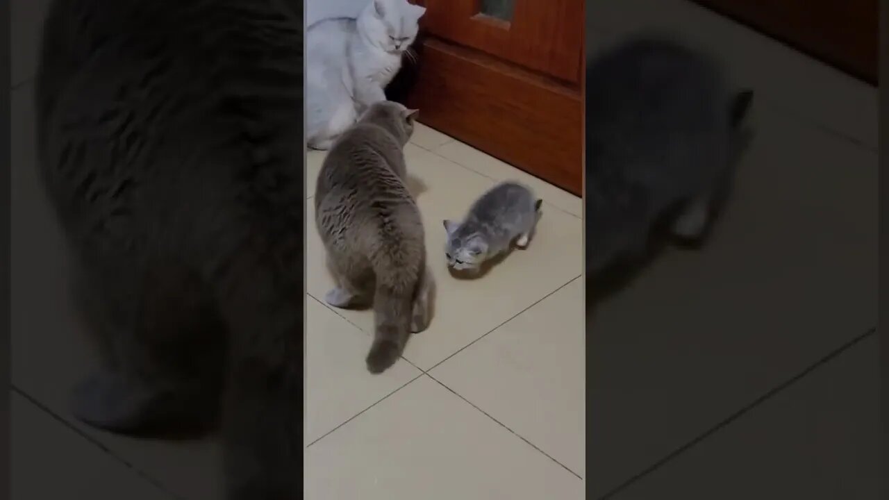 Cat is Funny shorts