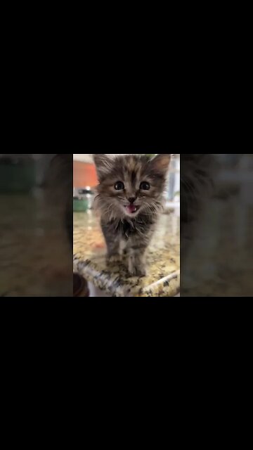 CUTE ANIMALS #shorts #shortvideo #babyanimals #animalcutevideo