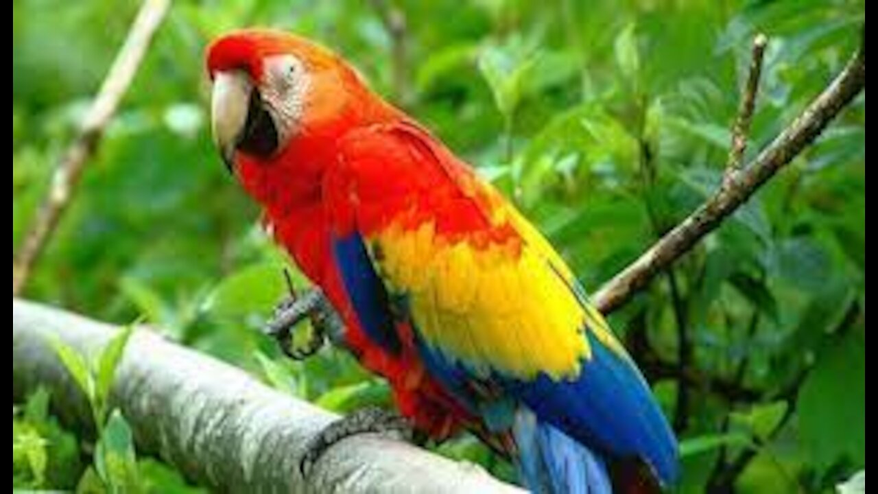 A wonderful and beautiful parrot