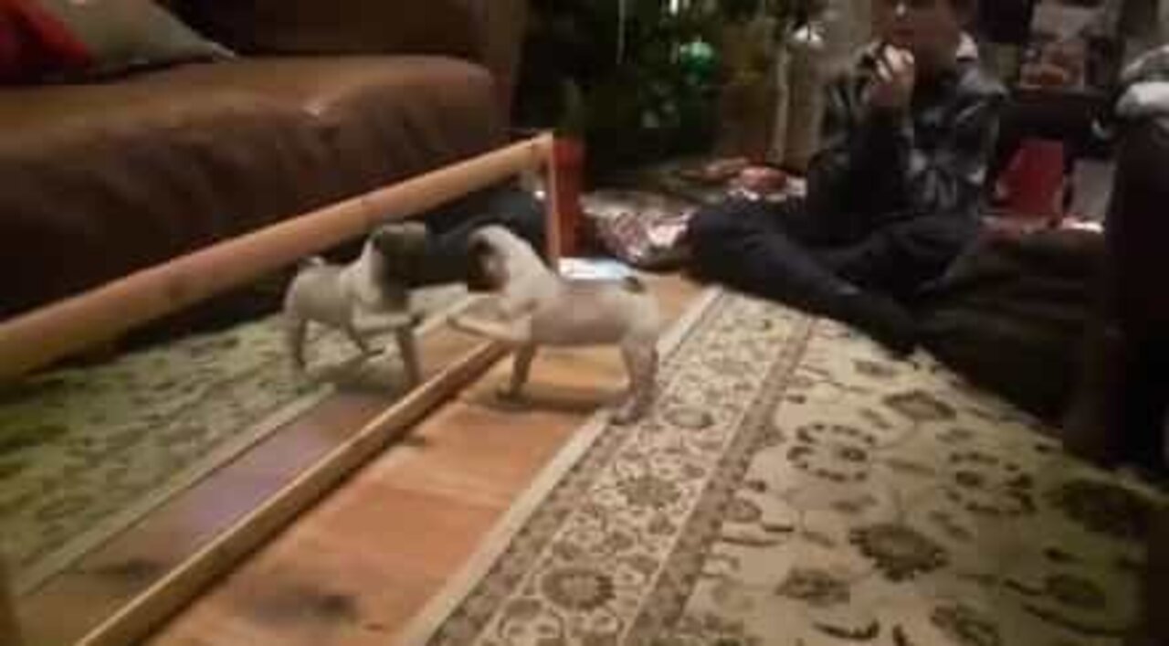 鏡で自分の姿を見たパグの爆笑リアクション