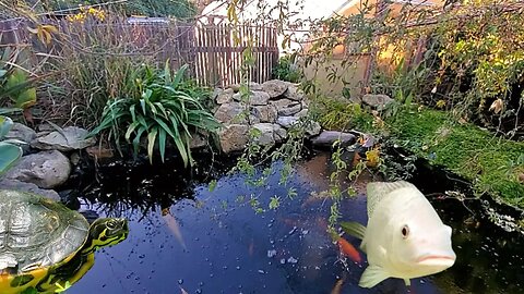 Koi pond update - [beautiful koi pond]