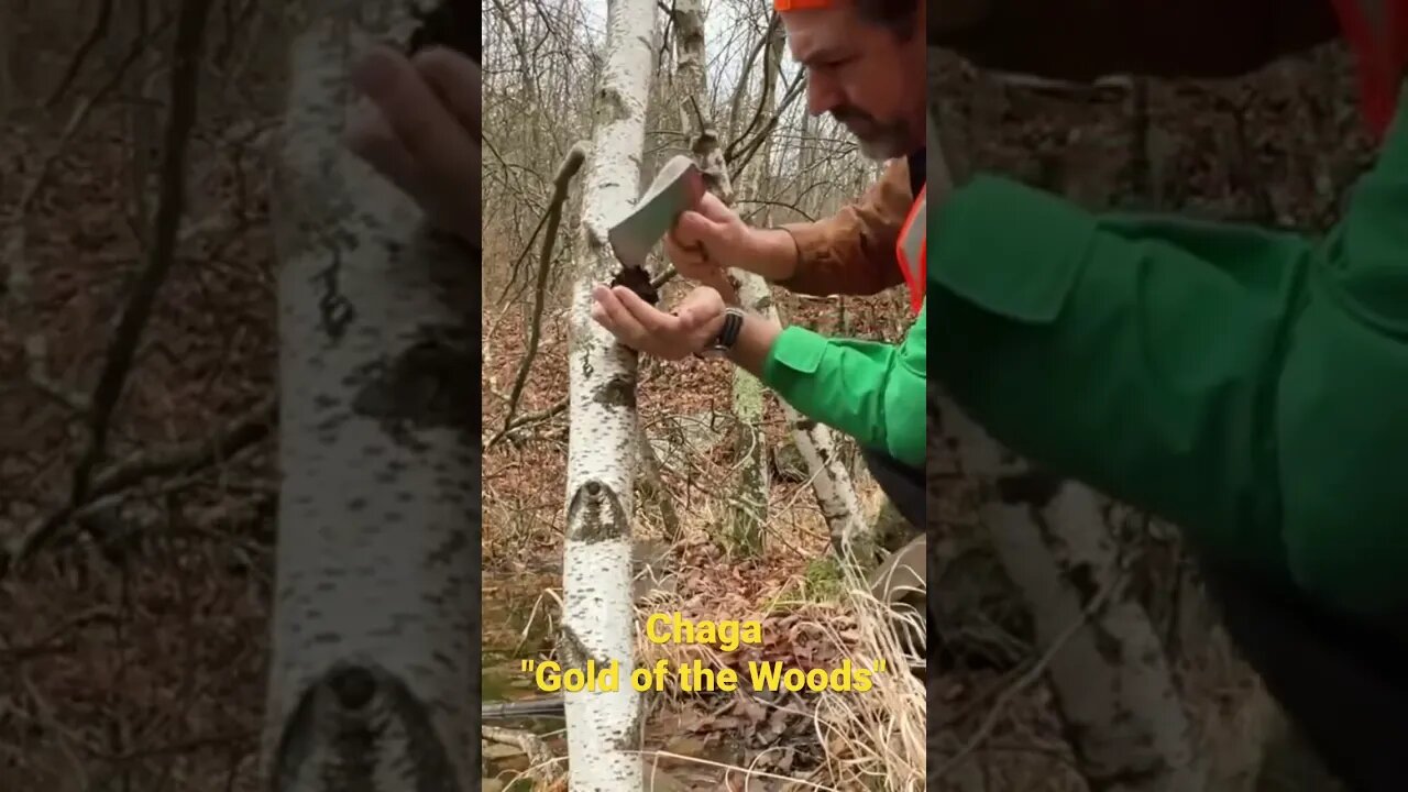 Gold of the Woods - Harvesting Chaga (Pennsylvania)