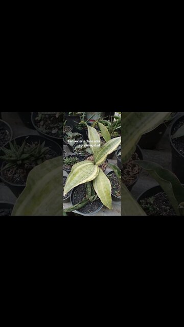 sansevieria#shorts