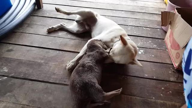 Dog befriends wild otter, must-see playtime ensues