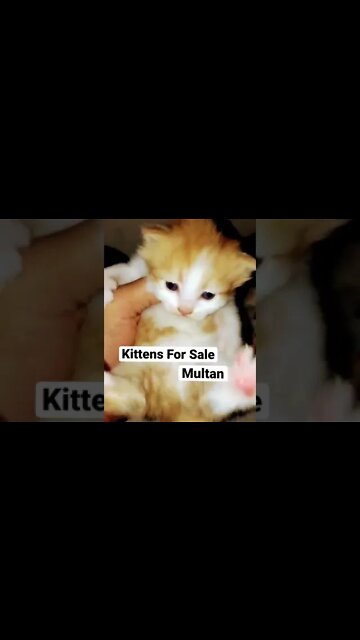 #fitoor #kittens #cutecat #catlover #forsale #youtubeshorts