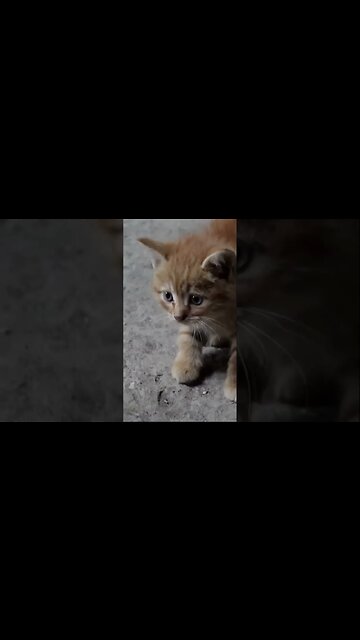 Спасенные животные кошки и собаки 😞