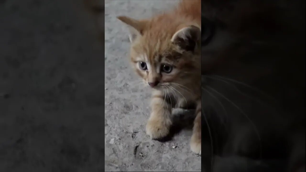 Спасенные животные кошки и собаки 😞