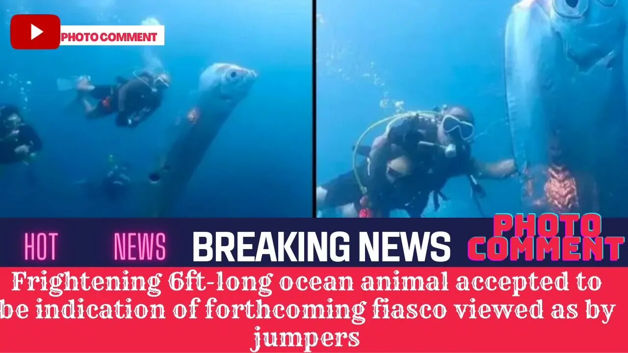 Frightening 6ftong ocean animal accepted to be indication of forthcoming fiasco viewed as by jumpers