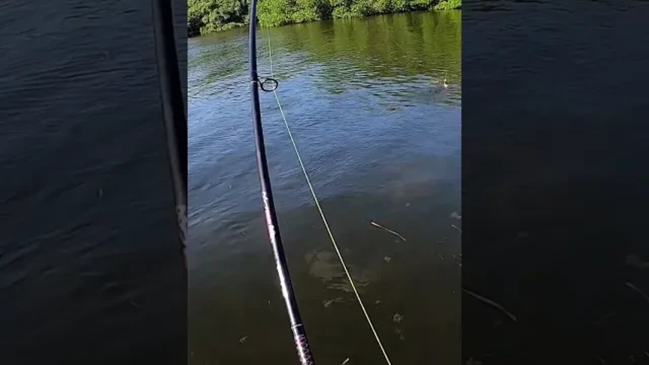 Upper Slot Redfish on POPPING Cork #shorts #fishing #florida